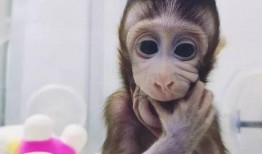 猴子爆料最新消息视频播放,揭秘最新消息视频幕后真相