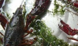 小龙虾养殖爆料视频,视频爆料背后的养殖秘密